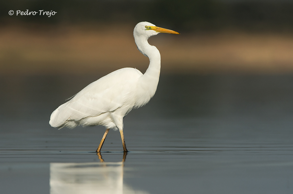 Garceta grande (Egretta alba)